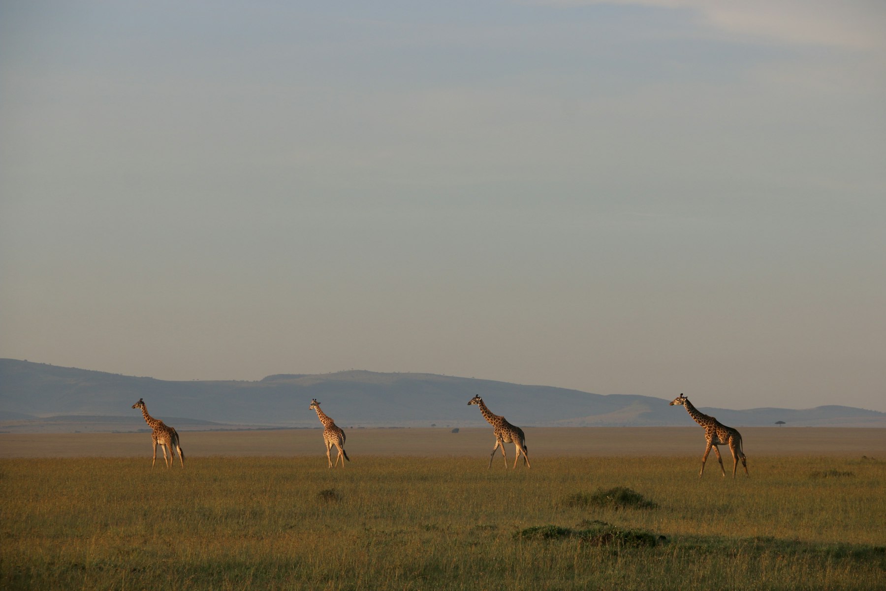 Africa