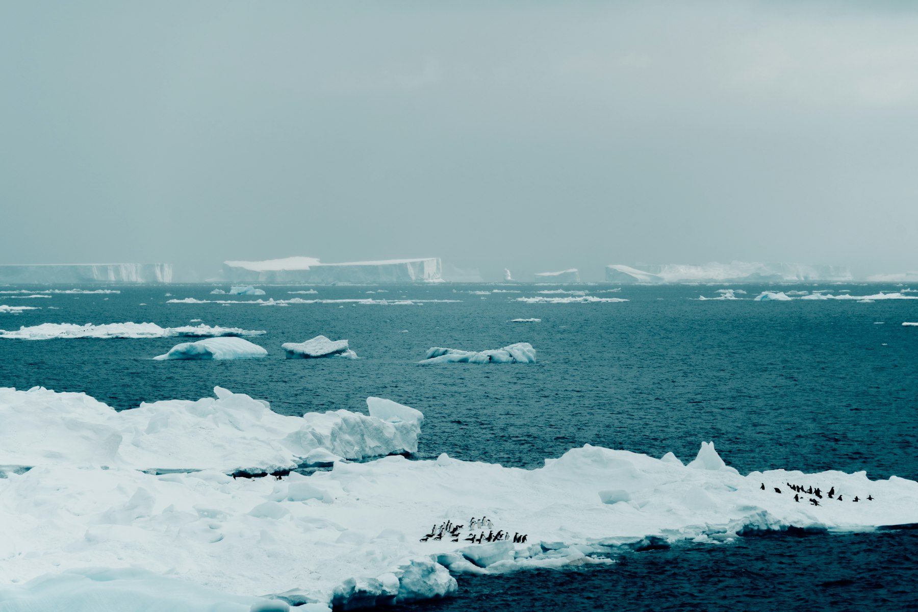 Polar regions