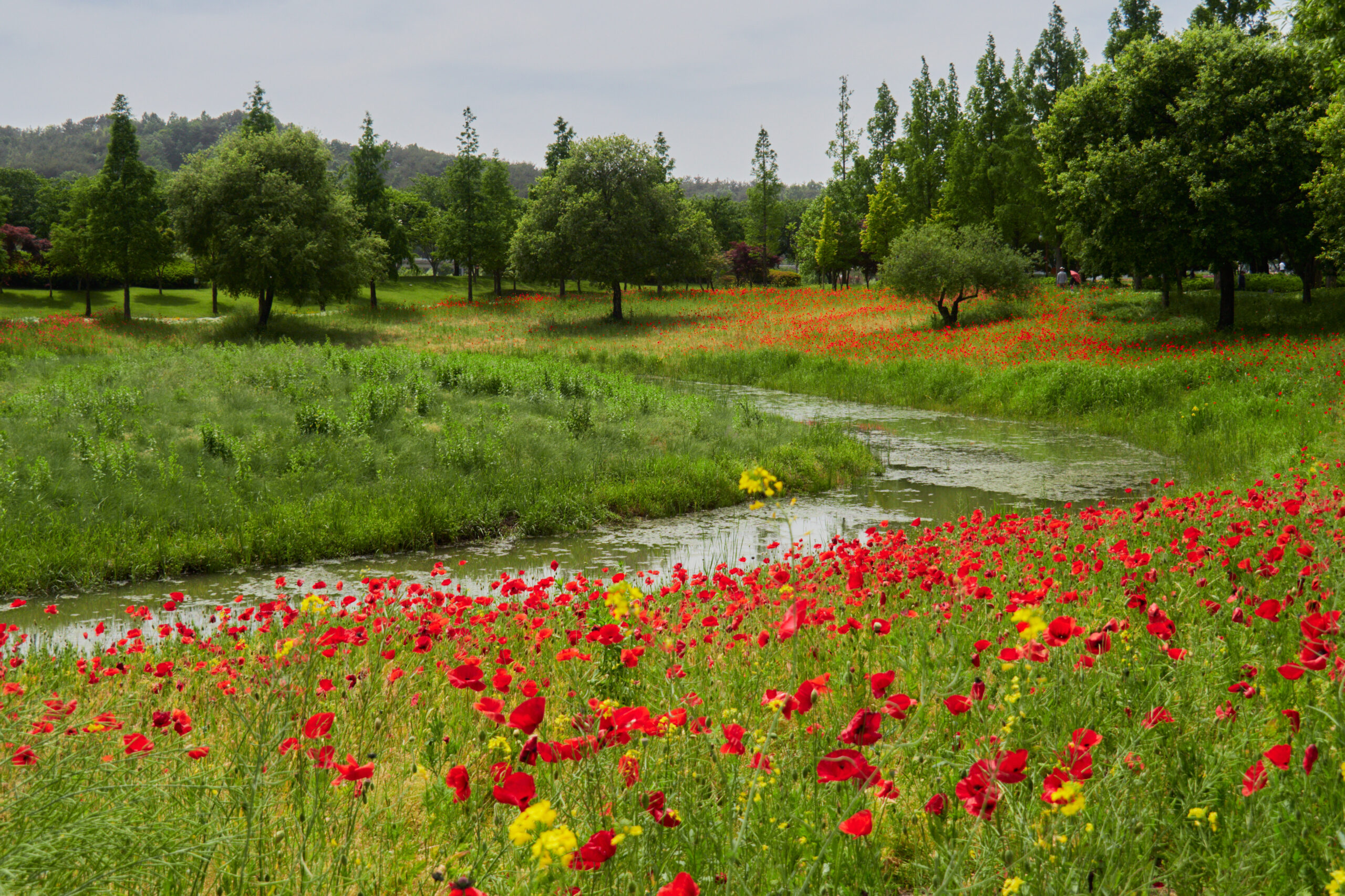 Seasonal flowers beside a stream in Suncheon Bay National Garden