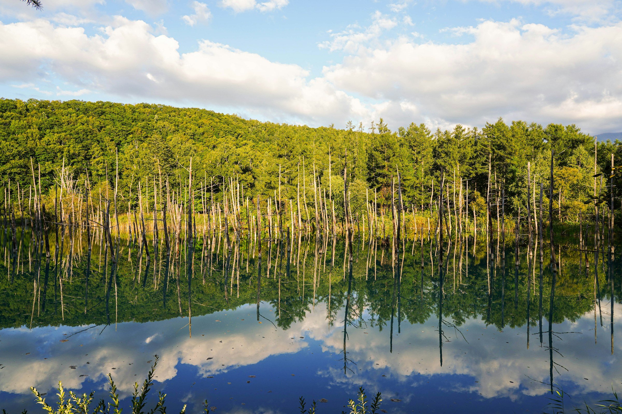 北海道美瑛青池的水面與樹影